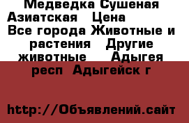 Медведка Сушеная Азиатская › Цена ­ 1 400 - Все города Животные и растения » Другие животные   . Адыгея респ.,Адыгейск г.